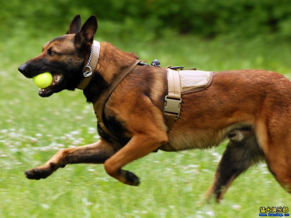 点击大图看下一张：草地奔跑的警犬马犬图片