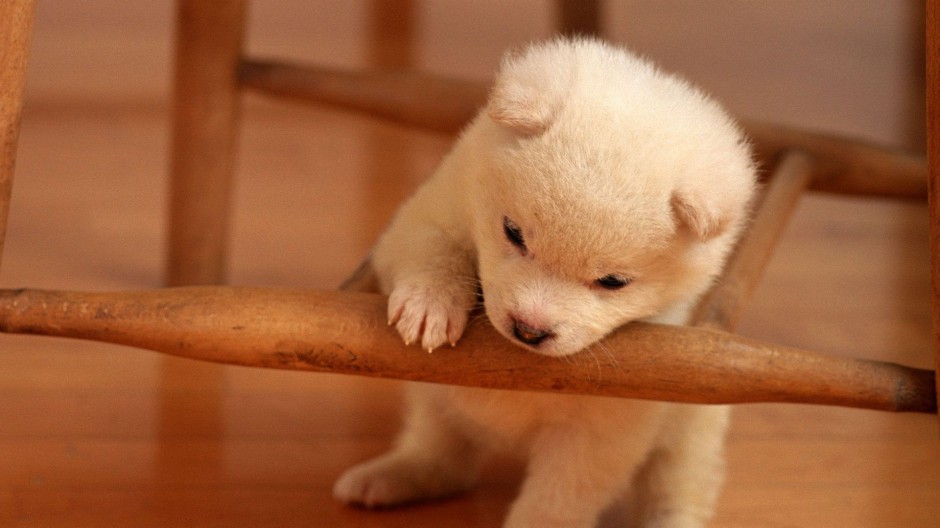 点击大图看下一张：可爱漂亮的纯种萨摩耶犬图片