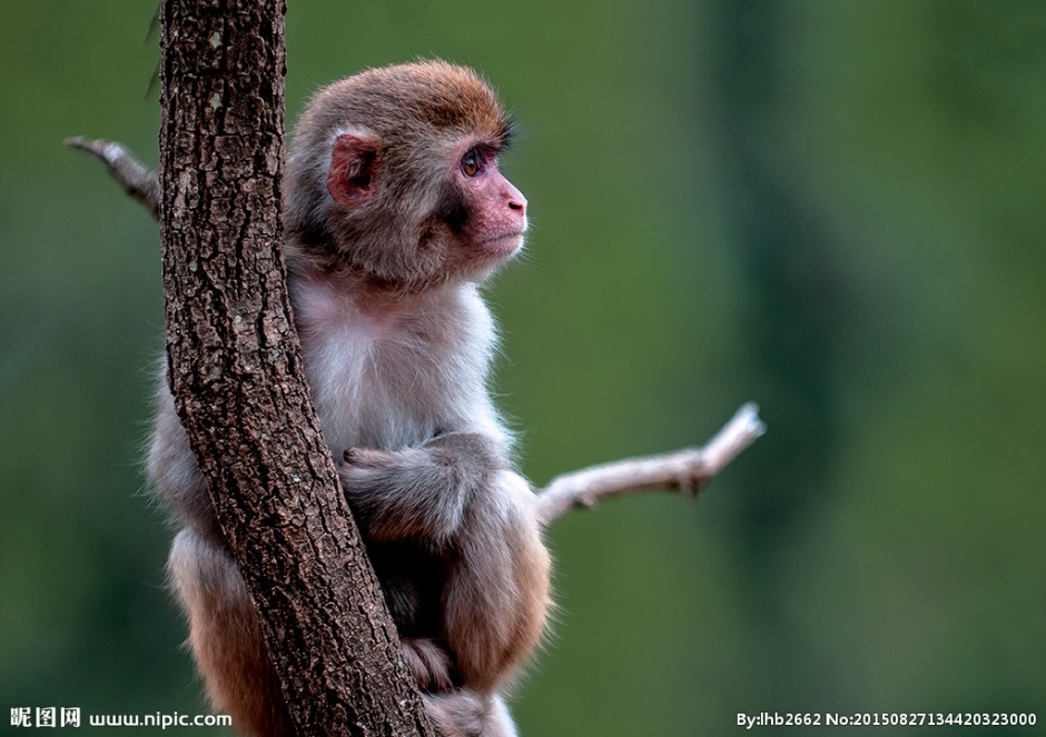 点击大图看下一张：可爱萌猴子山林摄影图片