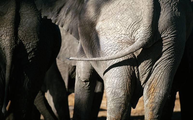 点击大图看下一张：野生群居大象动物图片