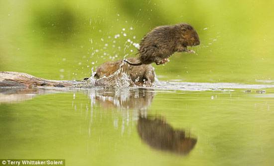 点击大图看下一张：田鼠跳入水中图片大全可爱