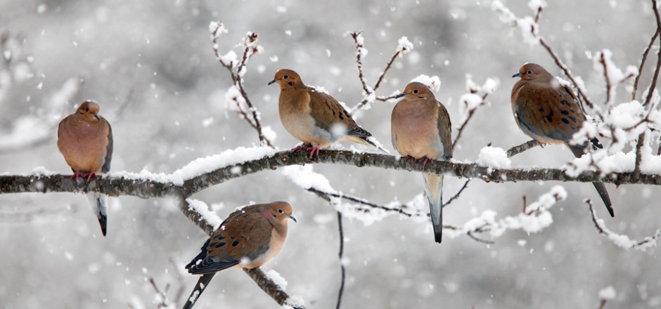 点击大图看下一张：雪枝上的野生保护鸟类图片