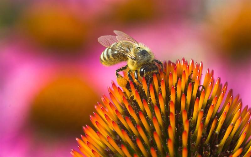 点击大图看下一张：蜜蜂与花户外唯美高清写真图片