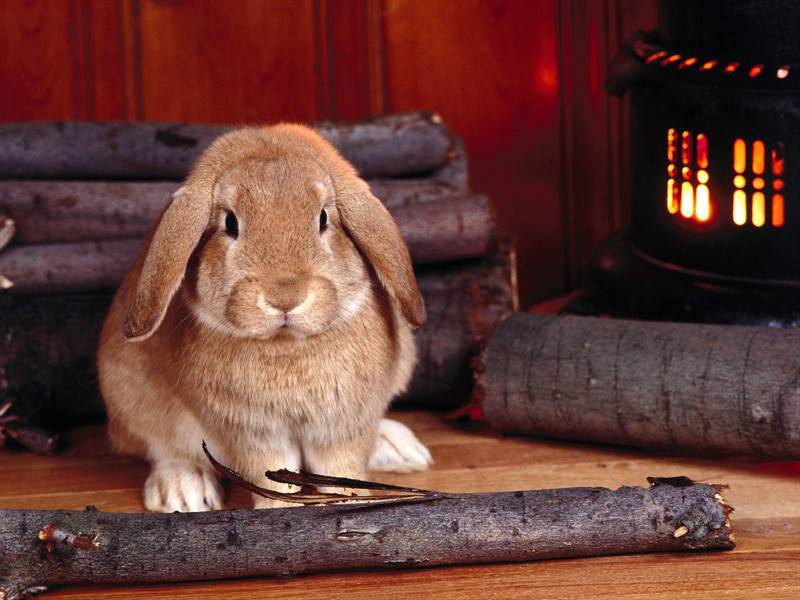 点击大图看下一张：胖嘟嘟可爱小兔子高清图片