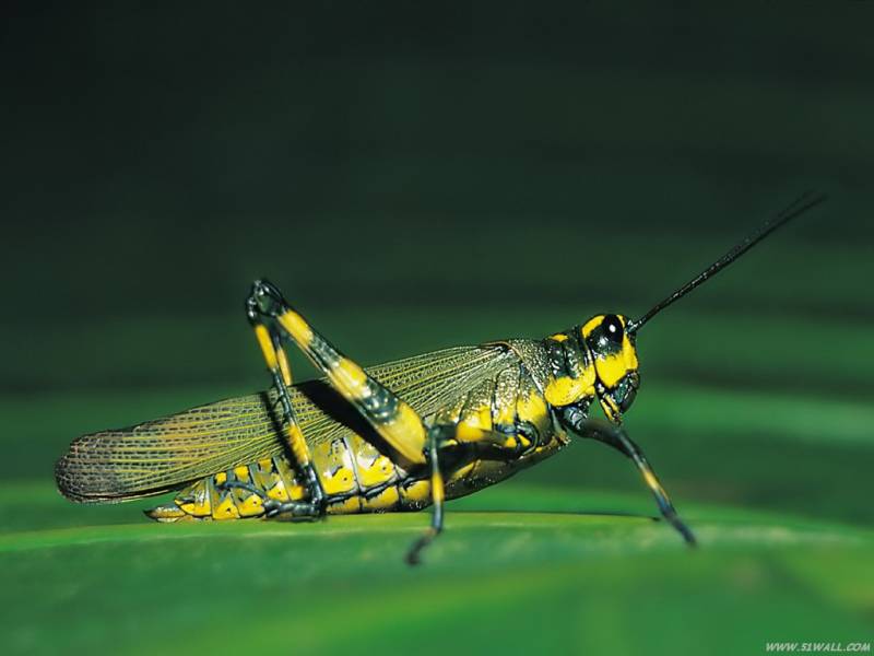 点击大图看下一张：大自然中常见的昆虫图片