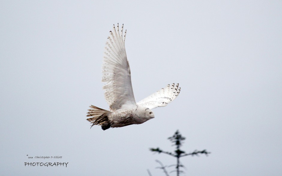 点击大图看下一张：纯白神奇的雪鸮图片