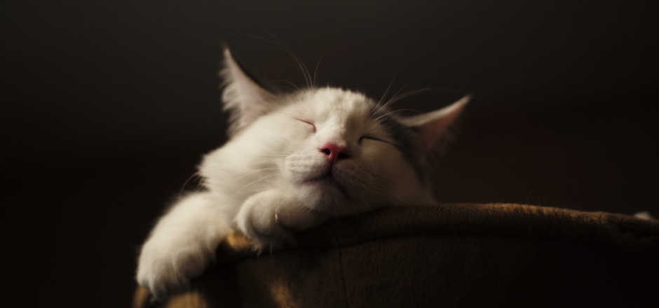 点击大图看下一张：可爱小猫睡觉的图片