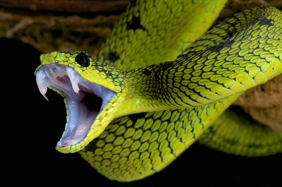 点击大图看下一张：最吓人的蛇高清特写图片