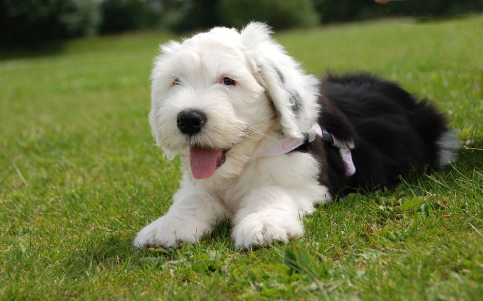 点击大图看下一张:草地吐舌卖萌的幼年古牧犬图片