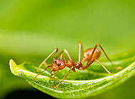 可爱的小昆虫蚂蚁摄影图片