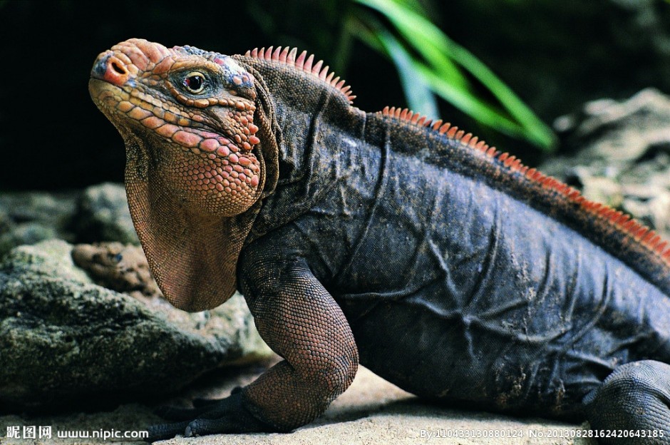点击大图看下一张：热带雨林可爱小蜥蜴图片