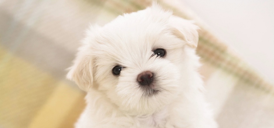 点击大图看下一张：呆萌可爱白色狗狗壁纸图片
