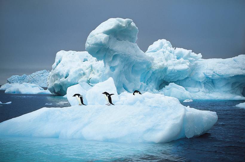 点击大图看下一张：可爱企鹅跳水高清图片