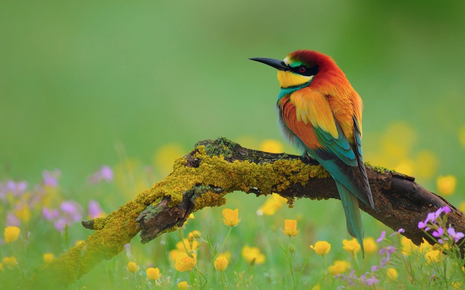 点击大图看下一张：漂亮的小型鸟类春天花园可爱写真