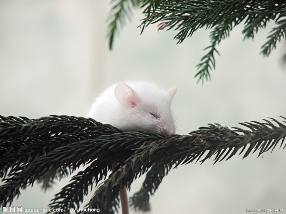 点击大图看下一张：小白鼠安静睡觉图片