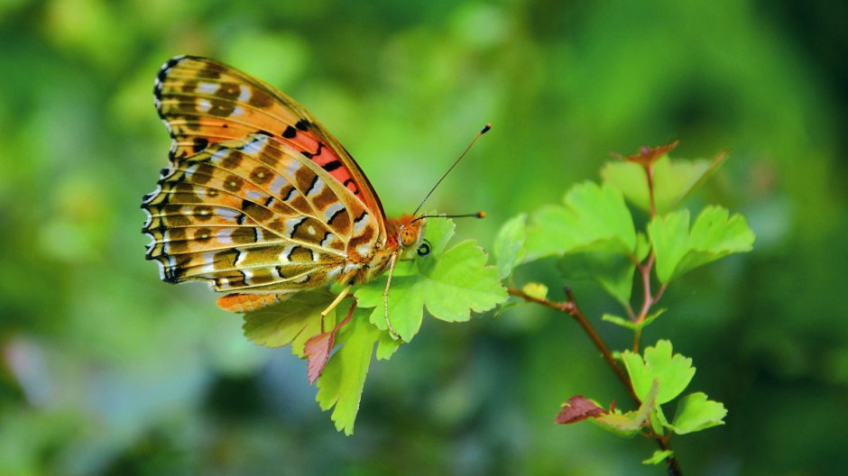 点击大图看下一张：精美彩色蝴蝶高清图片欣赏