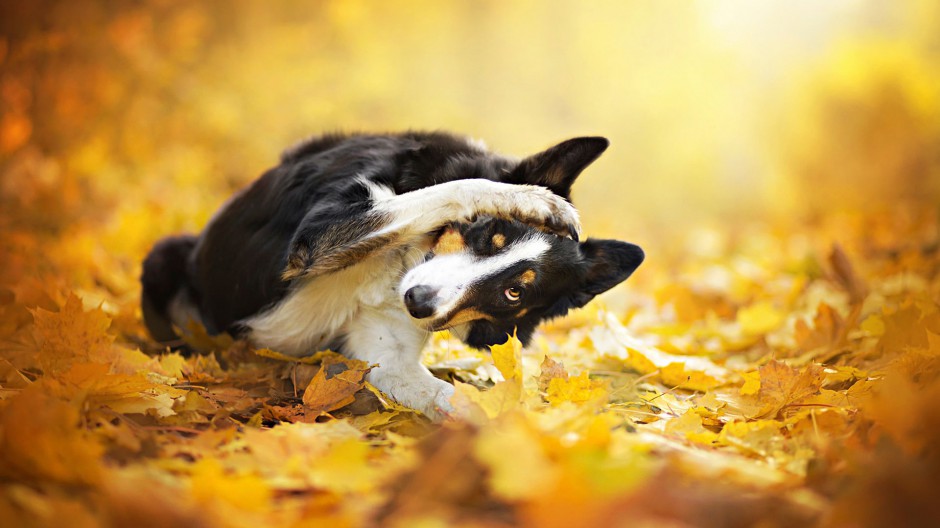 点击大图看下一张：秋天童话蠢萌狗狗图片