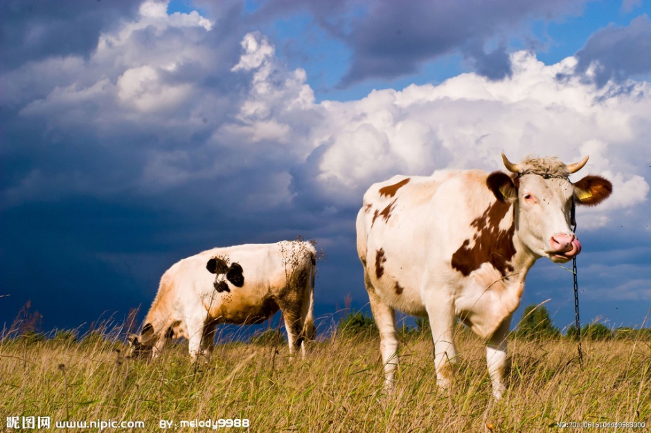 点击大图看下一张：草原上可爱的牛图片