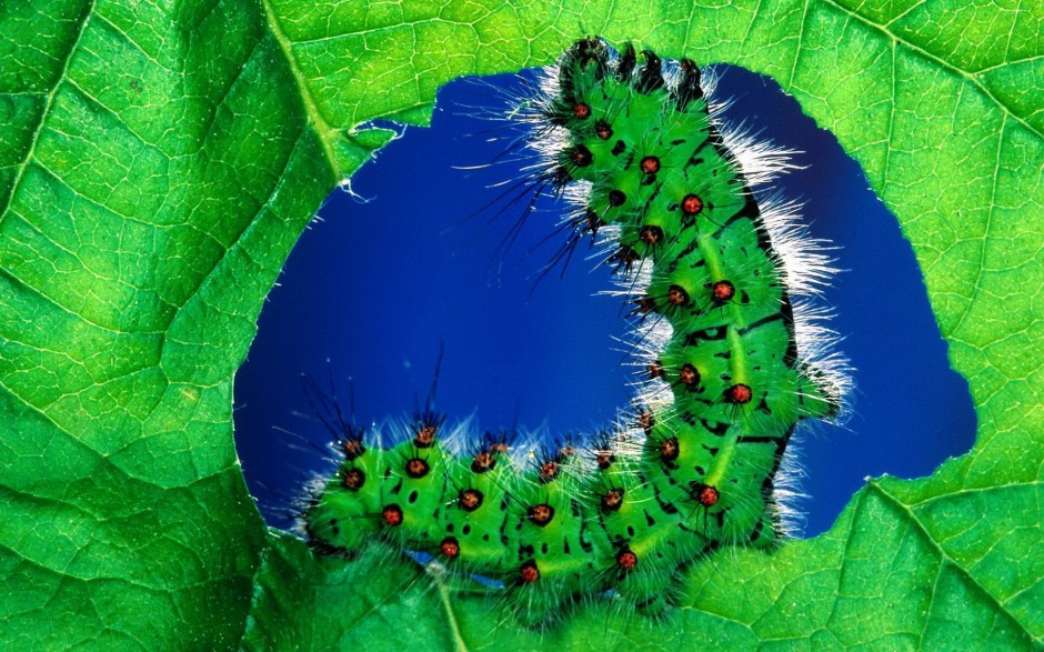 点击大图看下一张：绿色昆虫高清特写的图片
