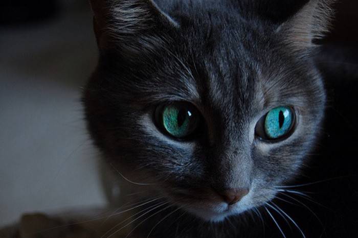 点击大图看下一张：孟买猫眼神迷人图片