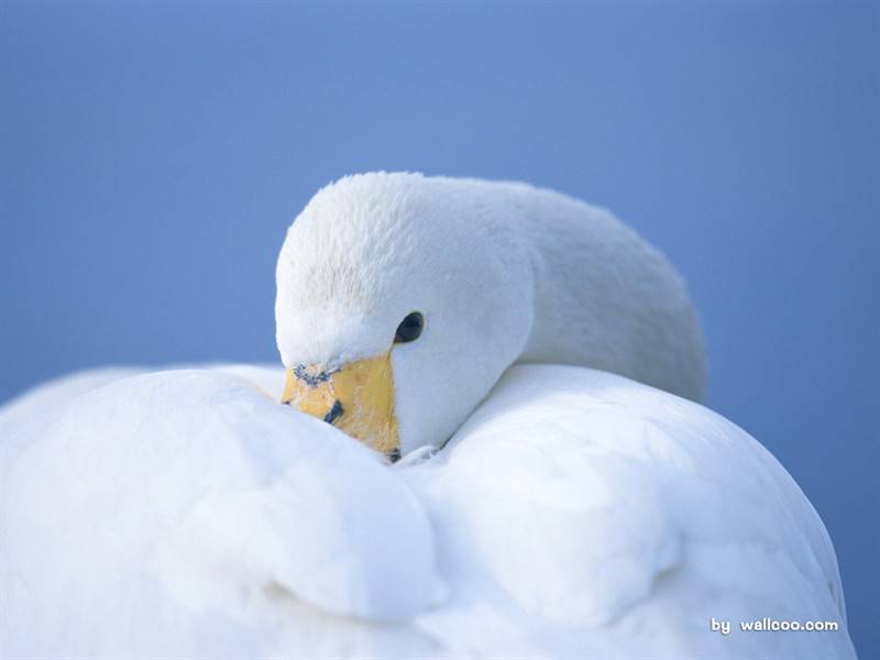 点击大图看下一张：白天鹅栖息组图白色羽毛纤尘不染