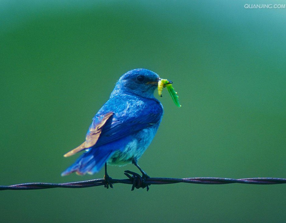 点击大图看下一张：蓝色知更鸟吃虫子图片