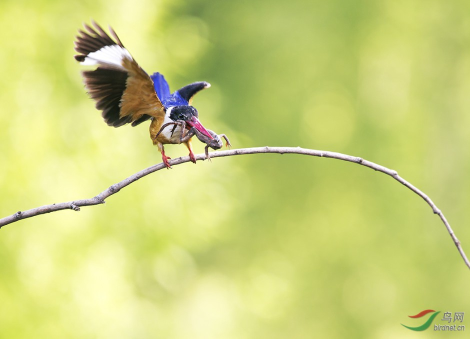点击大图看下一张：广西荆棘鸟捕食图片欣赏