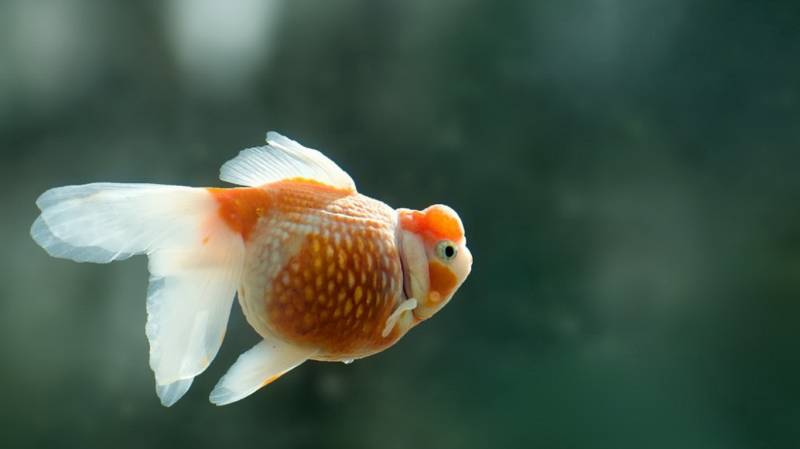 点击大图看下一张：悠然戏水的金鱼特写摄影组图