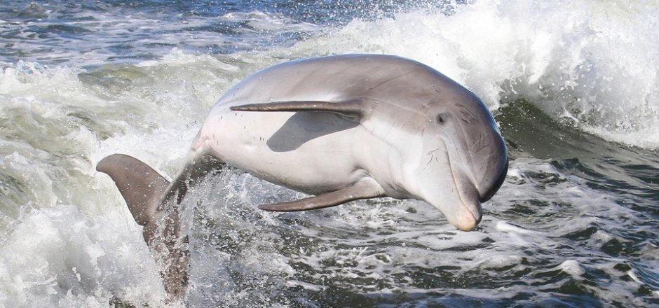 点击大图看下一张：可爱的海豚高清摄影图片