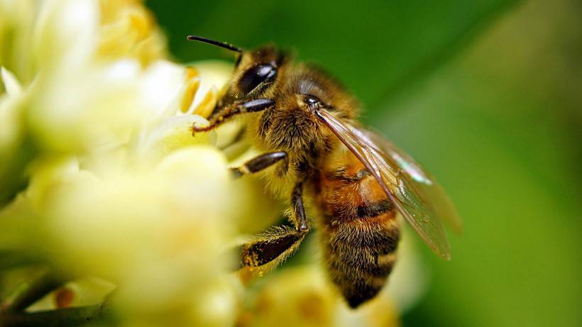 点击大图看下一张：花丛中忙碌飞舞的小蜜蜂图片
