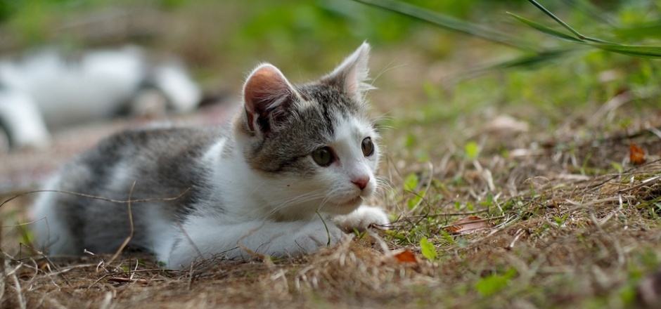 点击大图看下一张：草地上的超可爱小猫图片