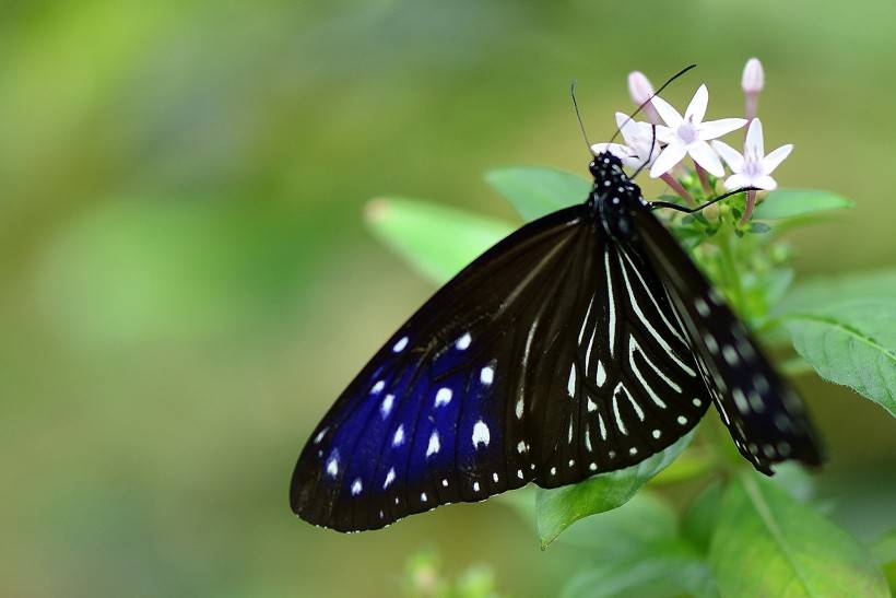 点击大图看下一张：蝴蝶图片素材清新优雅