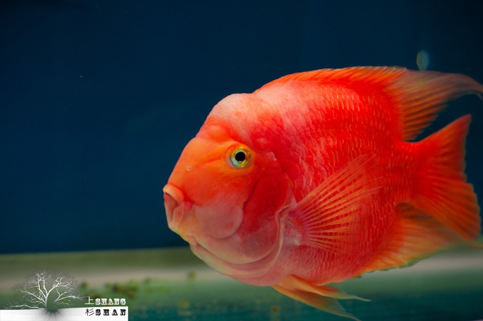 点击大图看下一张：红元宝鹦鹉鱼超萌图片欣赏