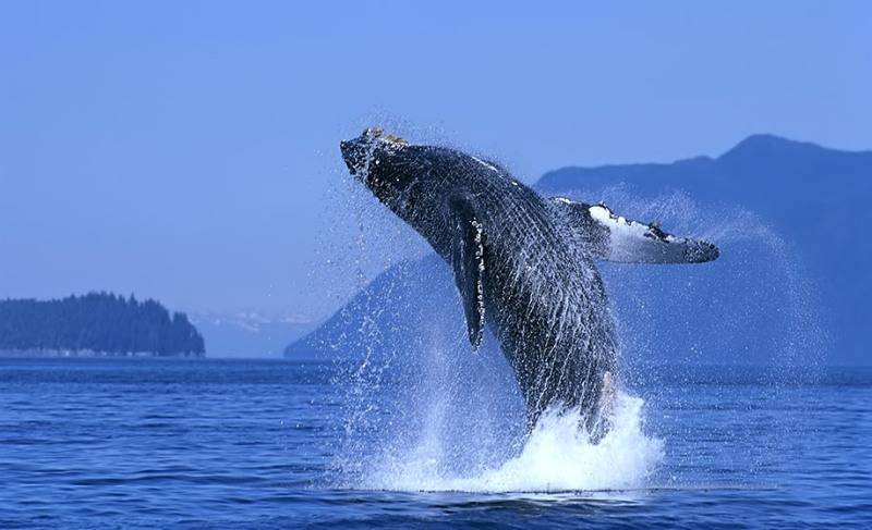 点击大图看下一张：虎鲸鱼海平面跳跃图片
