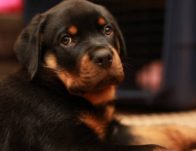 点击大图看下一张：无辜可爱的罗威纳犬三个月大图片