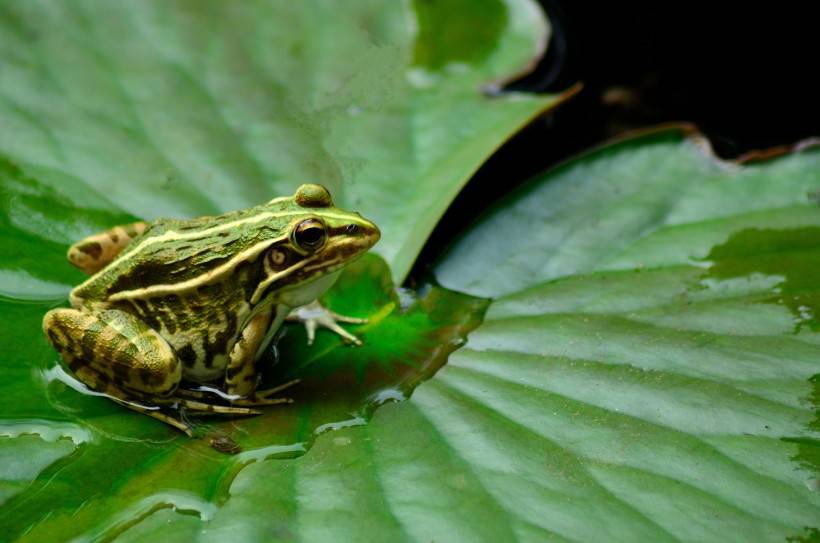 点击大图看下一张：荷塘可爱的小青蛙图片