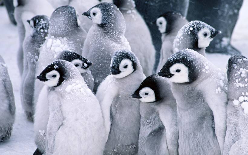 点击大图看下一张：网友提供南极企鹅图片