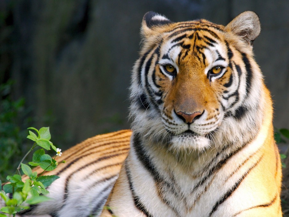 点击大图看下一张：世界珍稀动物野生孟加拉虎图片