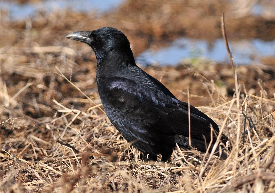 点击大图看下一张：野外抓拍黑乌鸦图片