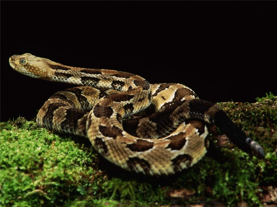 点击大图看下一张：剧毒猎手非洲响尾蛇高清图片