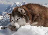 阿拉斯雪橇犬雪地里睡觉图片