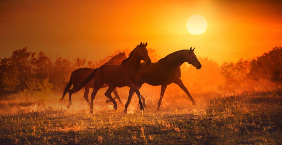 点击大图看下一张：夕阳下奔腾的骏马图片欣赏