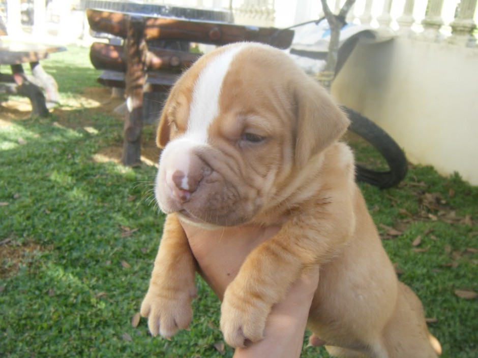 点击大图看下一张:纯种比特犬幼犬图片欣赏