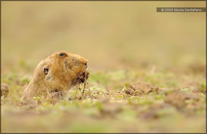 点击大图看下一张：表情呆萌的草原鼢鼠图片