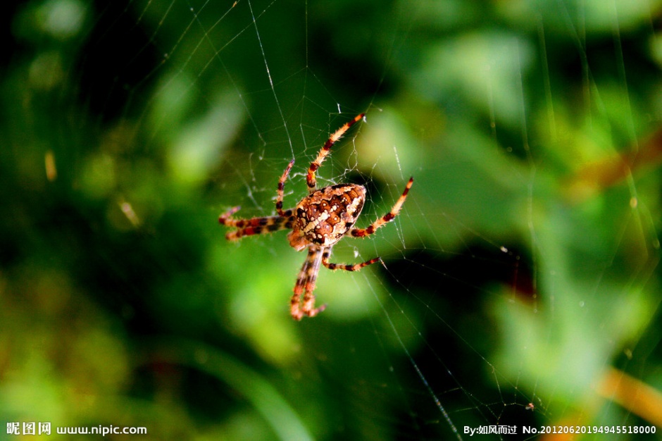 点击大图看下一张：节肢昆虫植物蜘蛛特写摄影图片