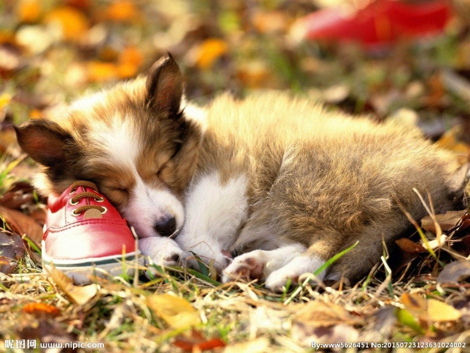 点击大图看下一张：苏格兰牧羊犬幼犬睡觉图片