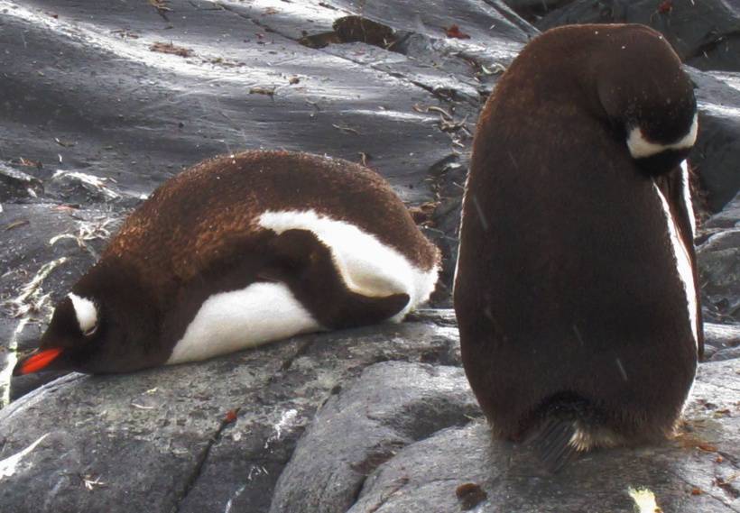 点击大图看下一张：网友提供南极企鹅高清图片