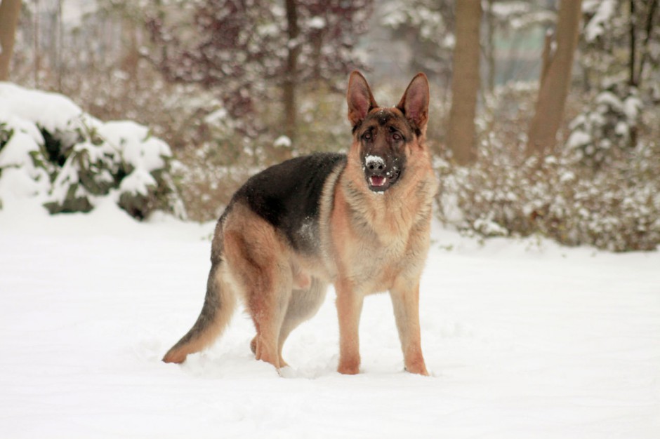 点击大图看下一张：最纯的德国牧羊犬帅气英姿图片