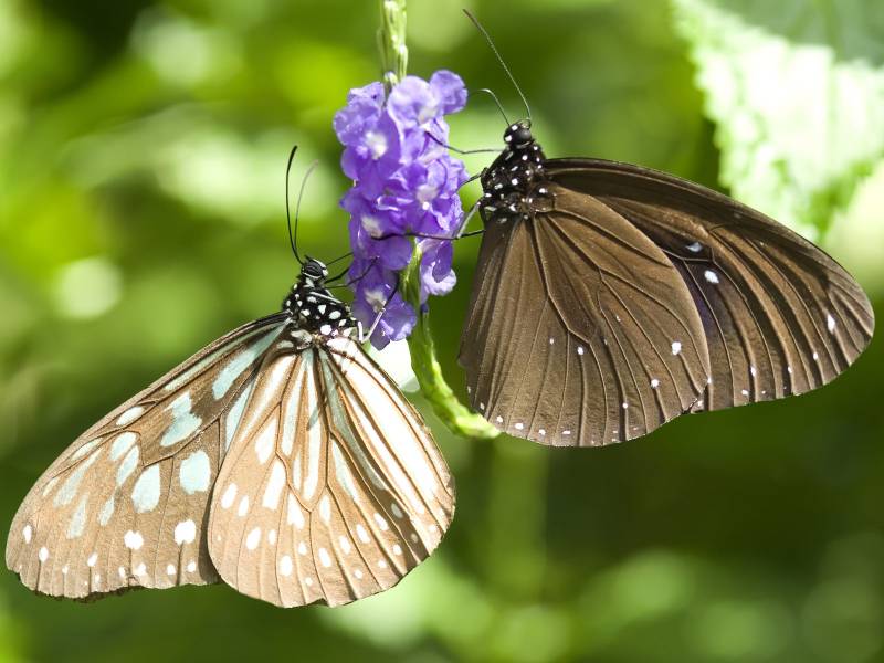 点击大图看下一张：美丽的花蝴蝶高清动物图片