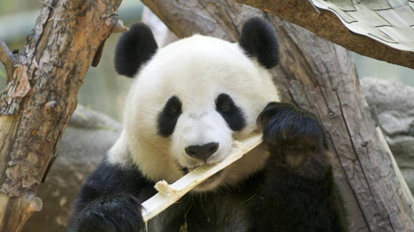 点击大图看下一张：可爱大熊猫图片精美动物壁纸
